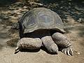 An Aldabra giant turtoise from the Aldabra Atoll in the Seychelles.<br />June 18, 2011 - Southwick Zoo, Mendon, Massachusetts.