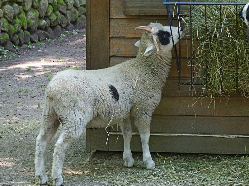 Jacob sheep.<br />June 18, 2011 - Southwick Zoo, Mendon, Massachusetts.