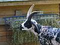 Jacob sheep or four horned sheep.<br />June 18, 2011 - Southwick Zoo, Mendon, Massachusetts.