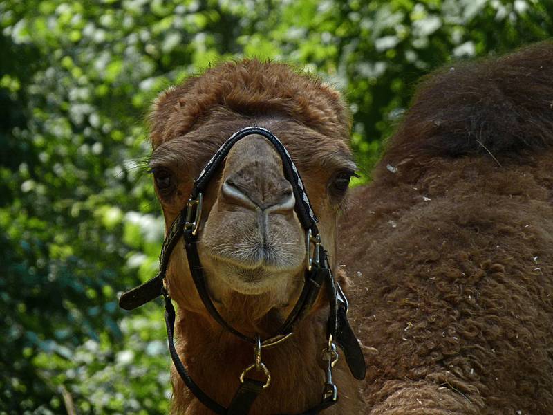 A dromedary or Arabian camel.<br />June 18, 2011 - Southwick Zoo, Mendon, Massachusetts.