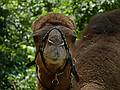 A dromedary or Arabian camel.<br />June 18, 2011 - Southwick Zoo, Mendon, Massachusetts.