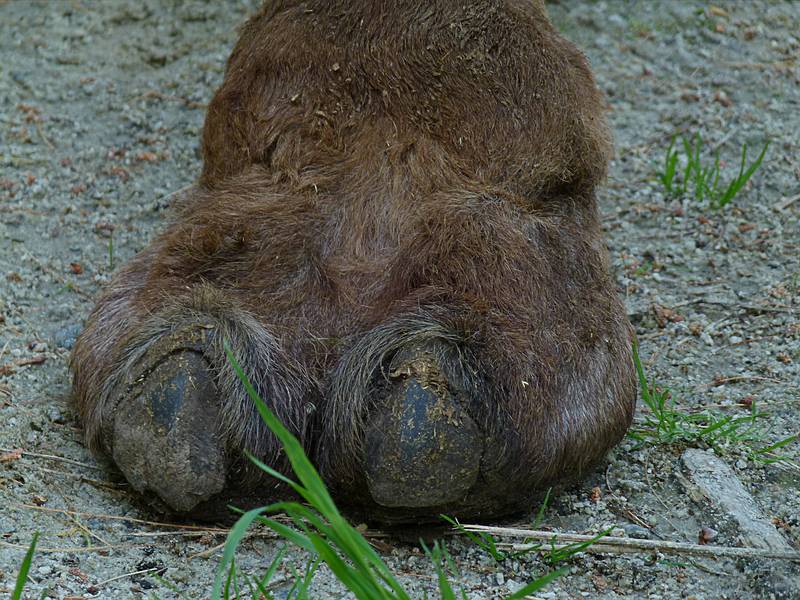 Toes of a dromedary or Arabian camel.<br />June 18, 2011 - Southwick Zoo, Mendon, Massachusetts.