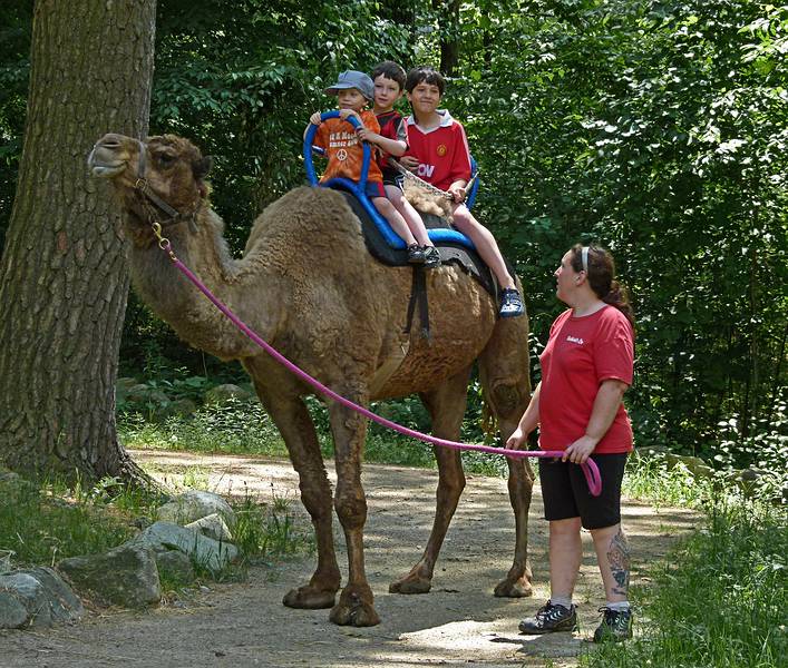 Matthew, Marks, and Gujn riding a dromedary.<br />June 18, 2011 - Southwick Zoo, Mendon, Massachusetts.