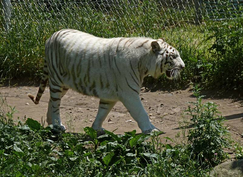 Bengal white tiger.<br />June 18, 2011 - Southwick Zoo, Mendon, Massachusetts.
