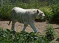 Bengal white tiger.<br />June 18, 2011 - Southwick Zoo, Mendon, Massachusetts.