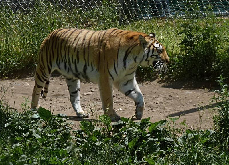 Bengal tiger.<br />June 18, 2011 - Southwick Zoo, Mendon, Massachusetts.