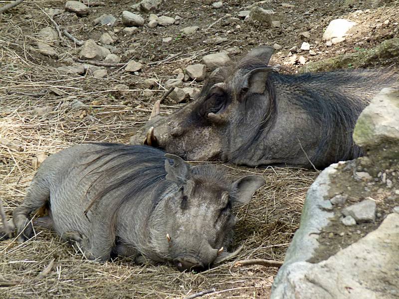 Warthogs.<br />June 18, 2011 - Southwick Zoo, Mendon, Massachusetts.