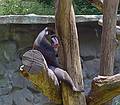 A mandrill, the largest monkey.<br />June 18, 2011 - Southwick Zoo, Mendon, Massachusetts.