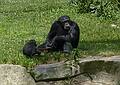 A chimpanzee and its baby.<br />June 18, 2011 - Southwick Zoo, Mendon, Massachusetts.