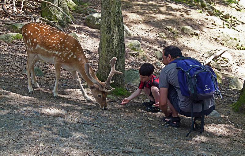 Marks and Eric feeding a deer.<br />June 18, 2011 - Southwick Zoo, Mendon, Massachusetts.