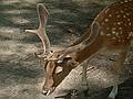 Fallow deer.<br />June 18, 2011 - Southwick Zoo, Mendon, Massachusetts.