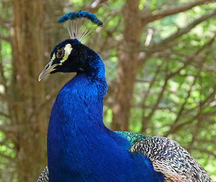 Peacock.<br />June 18, 2011 - Southwick Zoo, Mendon, Massachusetts.