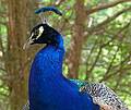 Peacock.<br />June 18, 2011 - Southwick Zoo, Mendon, Massachusetts.