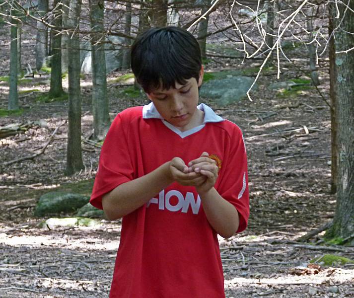 Gujn examining something very small.<br />June 18, 2011 - Southwick Zoo, Mendon, Massachusetts.