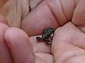 A tiny frog in Gujn's hands (crop of previous photo).<br />June 18, 2011 - Southwick Zoo, Mendon, Massachusetts.