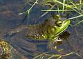 A bullfrog.<br />June 18, 2011 - Southwick Zoo, Mendon, Massachusetts.