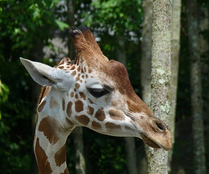 A giraffe.<br />June 18, 2011 - Southwick Zoo, Mendon, Massachusetts.