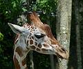 A giraffe.<br />June 18, 2011 - Southwick Zoo, Mendon, Massachusetts.