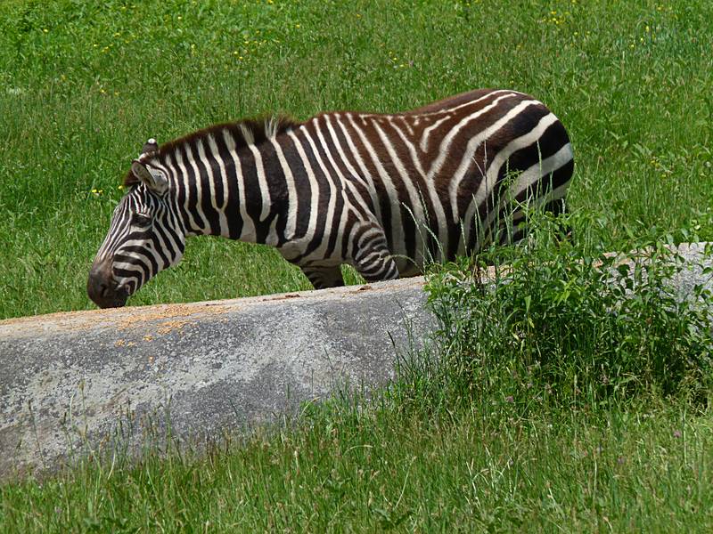 Zebra.<br />June 18, 2011 - Southwick Zoo, Mendon, Massachusetts.