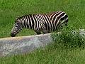 Zebra.<br />June 18, 2011 - Southwick Zoo, Mendon, Massachusetts.