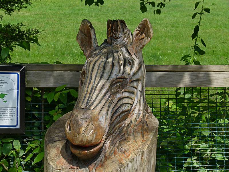 Another kind of a zebra.<br />June 18, 2011 - Southwick Zoo, Mendon, Massachusetts.