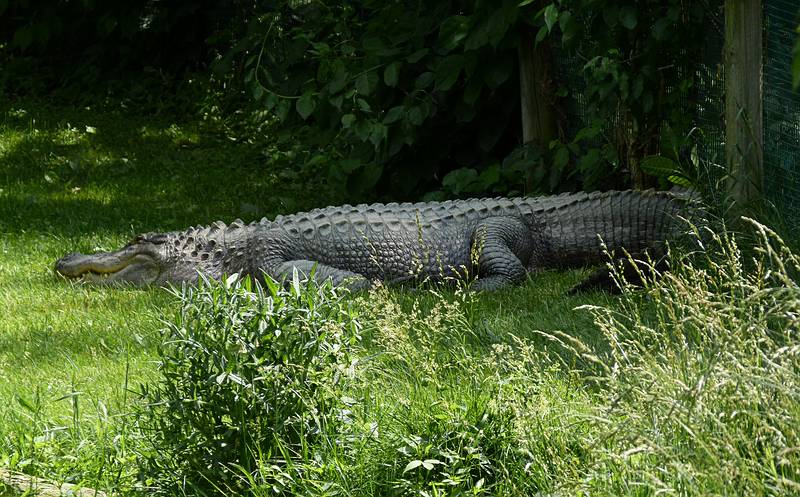 A big alligator.<br />June 18, 2011 - Southwick Zoo, Mendon, Massachusetts.