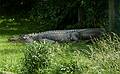 A big alligator.<br />June 18, 2011 - Southwick Zoo, Mendon, Massachusetts.