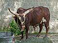 An African Ankole-Watusi.<br />June 18, 2011 - Southwick Zoo, Mendon, Massachusetts.