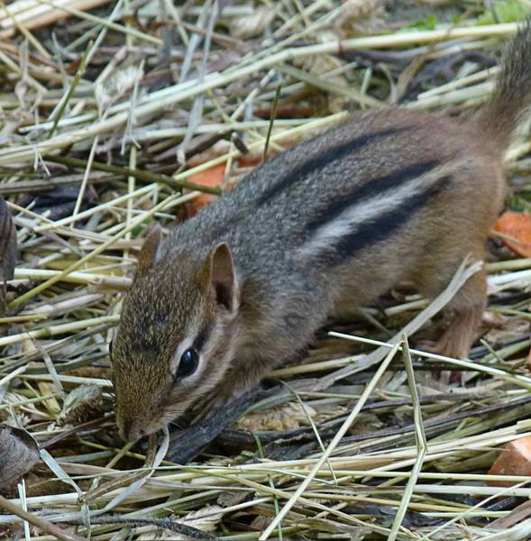 A chipmunk.<br />June 18, 2011 - Southwick Zoo, Mendon, Massachusetts.