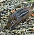 A chipmunk.<br />June 18, 2011 - Southwick Zoo, Mendon, Massachusetts.