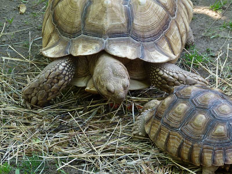 Sulcata tortoises or African spurred tortoises.<br />June 18, 2011 - Southwick Zoo, Mendon, Massachusetts.