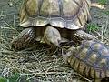 Sulcata tortoises or African spurred tortoises.<br />June 18, 2011 - Southwick Zoo, Mendon, Massachusetts.