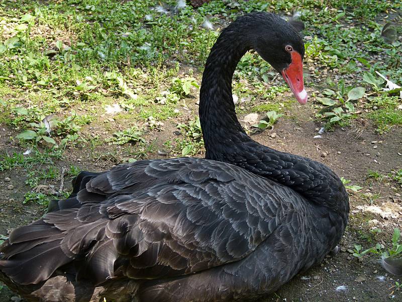 Black swan.<br />June 18, 2011 - Southwick Zoo, Mendon, Massachusetts.