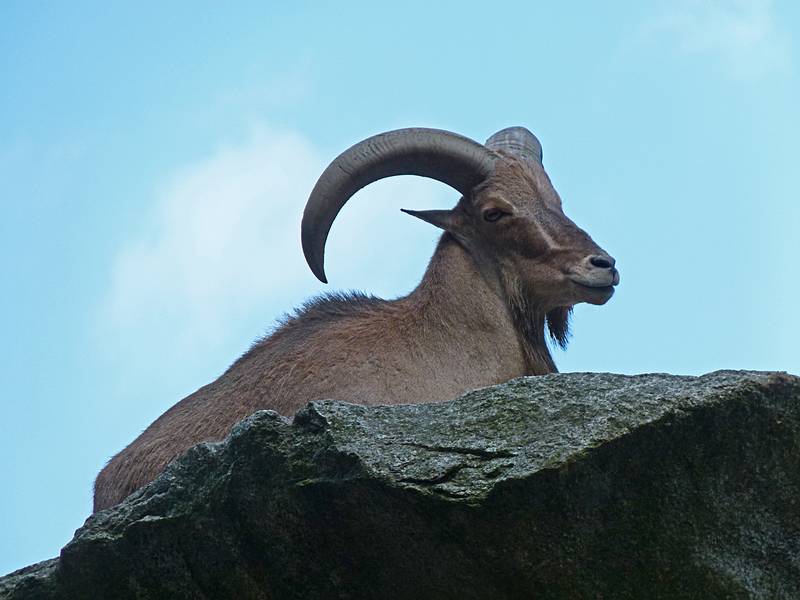 Goat.<br />June 18, 2011 - Southwick Zoo, Mendon, Massachusetts.