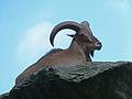 Goat.<br />June 18, 2011 - Southwick Zoo, Mendon, Massachusetts.