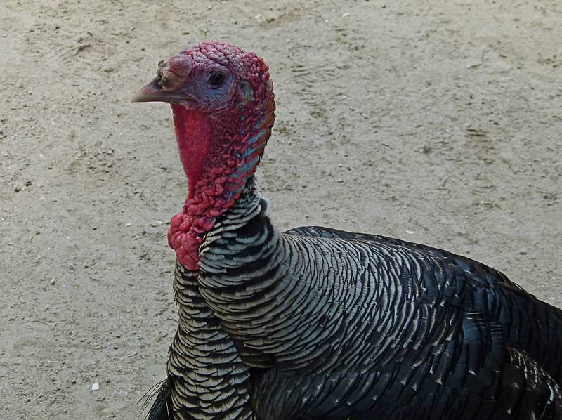 Turkey.<br />June 18, 2011 - Southwick Zoo, Mendon, Massachusetts.