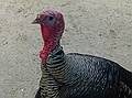 Turkey.<br />June 18, 2011 - Southwick Zoo, Mendon, Massachusetts.