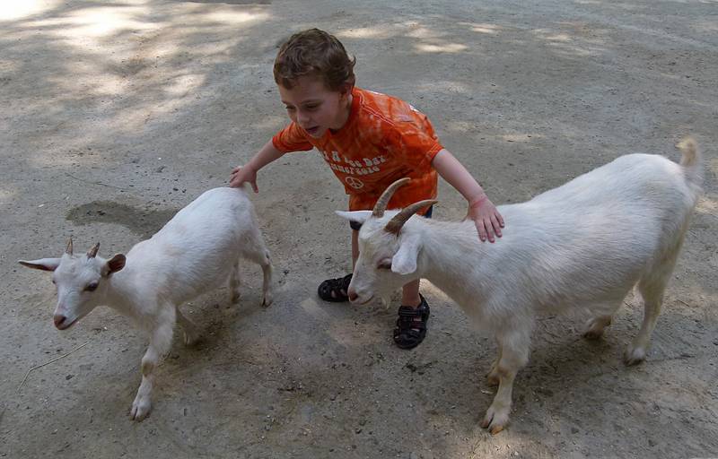 Matthew with pygmy goats.<br />June 18, 2011 - Southwick Zoo, Mendon, Massachusetts.