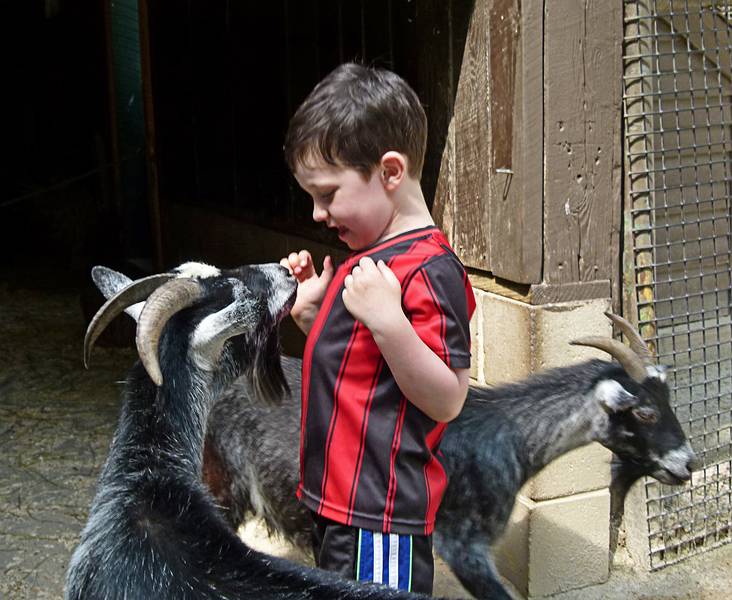 Marks and pushy goats.<br />June 18, 2011 - Southwick Zoo, Mendon, Massachusetts.