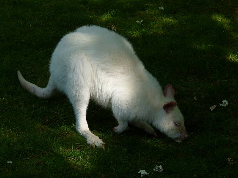 A white wallaby.<br />June 18, 2011 - Southwick Zoo, Mendon, Massachusetts.