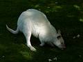 A white wallaby.<br />June 18, 2011 - Southwick Zoo, Mendon, Massachusetts.
