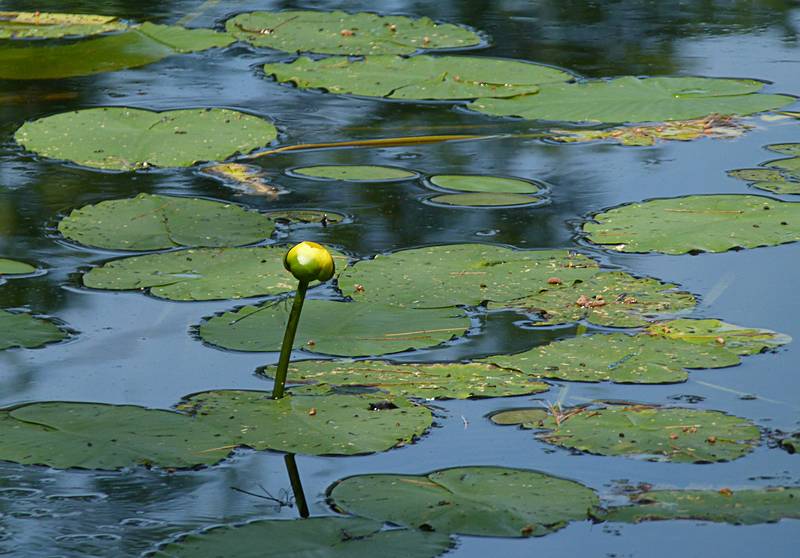 June 20, 2011 - Pawtuckaway State Park, Nottingham, New Hampshire.