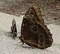 June 27, 2010 - The Butterfly Place in Westford, Massachusetts.