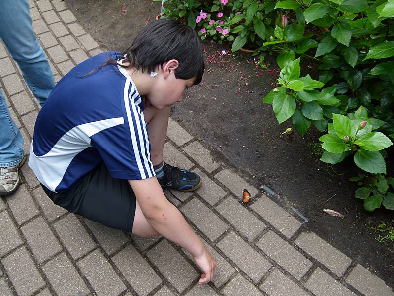 Gujn wishing he could touch the butterfly.<br />June 27, 2010 - The Butterfly Place in Westford, Massachusetts.