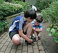 Gujn and Marks, who takes his frustration out on his brother.<br />June 27, 2010 - The Butterfly Place in Westford, Massachusetts.