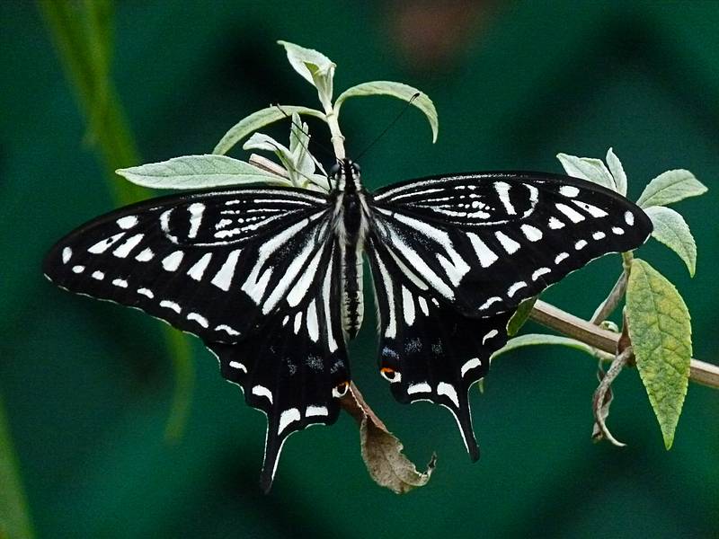 June 27, 2010 - The Butterfly Place in Westford, Massachusetts.