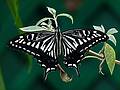 June 27, 2010 - The Butterfly Place in Westford, Massachusetts.