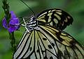 June 27, 2010 - The Butterfly Place in Westford, Massachusetts.