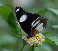 June 27, 2010 - The Butterfly Place in Westford, Massachusetts.