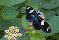 June 27, 2010 - The Butterfly Place in Westford, Massachusetts.